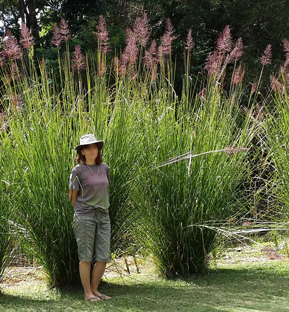 Vetiver (Chrysopogon zizanioides)