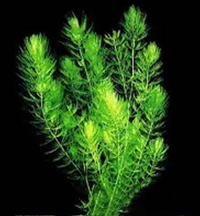 Ceratophyllum demersum