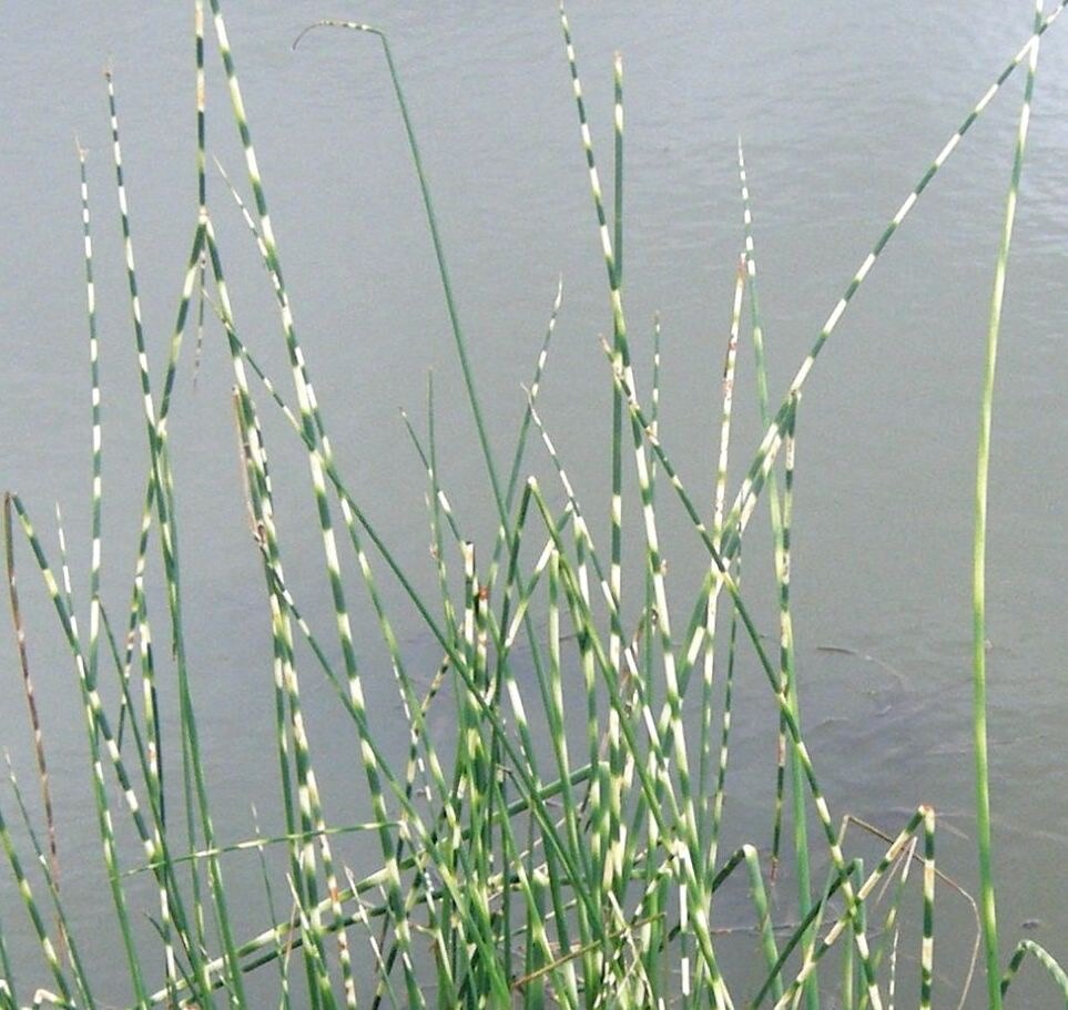 Junco Cebra (Juncus Cebrinus)