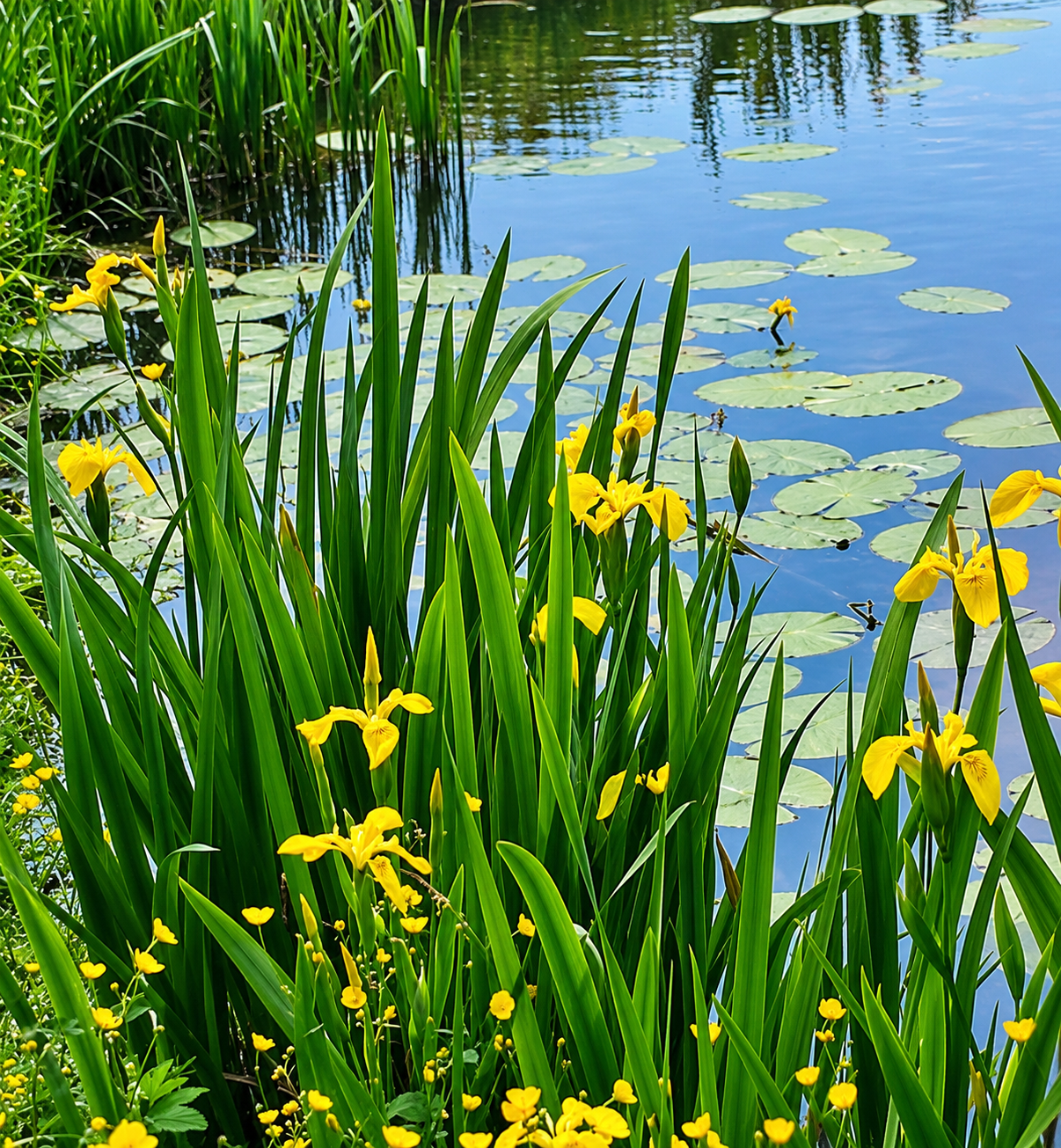 Lirio amarillo (Iris pseudacorus)