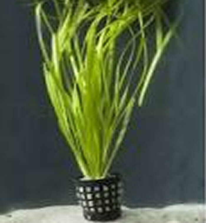Vallisneria (oxigenadora)