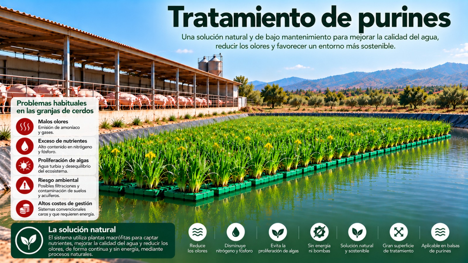 Tratamiento de purines